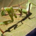 Praying mantis