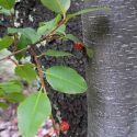 Prunus serotina, Arizona