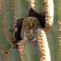 Cactus ferruginous pygmy-owl in saguaro