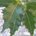 Quercus albocincta leaves