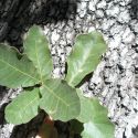 Quercus chihuahuensis leaves and bark