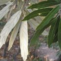 Quercus hypoleucoides, silverleaf oak