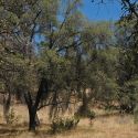 Quercus viminea forest in the Sierra Pinito