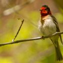 Red-faced warbler