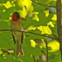 Red-faced warbler