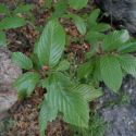 Rhamnus betulifolia