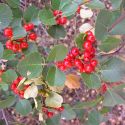 Rhamnus ilicifolia, hollyleaf buckthorn