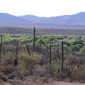 Rio Altar riparian vegetation surrounded by desert, Tubutama, Sonora