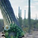 Hanging saguaro arm with flowers and buds