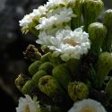 Saguaro flowers and buds