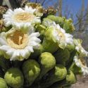 Saguaro flowers and buds