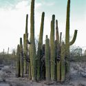 Saguaros and nurse tree