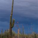 Saguaro and desert storm