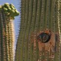 Western screech-owl peeking out of saguaro cavity