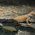 Sceloporus jarrovii, Yarrow's spiny lizard