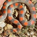 Sonora semiannulata (groundsnake)