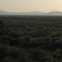 Sonoran Desert, western Sonora
