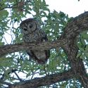Spotted owl in oak