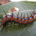 Swallowtail caterpillar