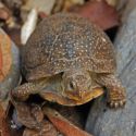 Terrapene nelsoni, spotted box turtle