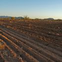 Tilling the Sonoran Desert for cattle