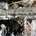 Urosaurus ornatus, ornate tree lizard
