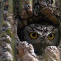 Western screech-owl in saguaro cavity