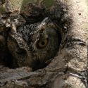 Western screech-owl