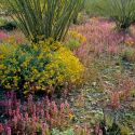Wildflowers and ocotillo, Harquahala Mountains