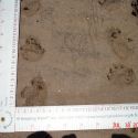 Yaqui slider tracks (Trachemys yaquia)