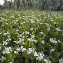 Yerba mansa flowers