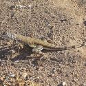Callisaurus draconoides, zebra-tailed lizard