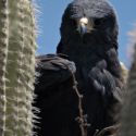 Zone-tailed hawk on nest in saguaro