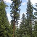 Pinaleño Mountains, Mount Graham