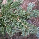 Abies lasiocarpa (corkbark fir) needles