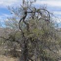 Acacia occidentalis