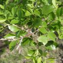 Bursera laxiflora leaves