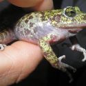 Craugastor tarahumaraensis