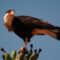 northern crested caracara