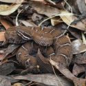 Crotalus willardi willardi
