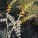 Errazurizia megacarpa leaves and flowers