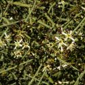 Koeberlinia spinosa flowers and fruit