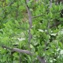 Phaulothamnus spinescens
