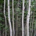 Populus tremuloides (quaking aspen) trunks