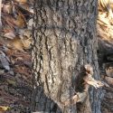Quercus tarahumara trunk