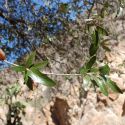 Quercus emoryi