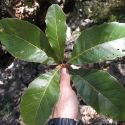 Quercus tuberculata leaves