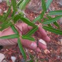 Quercus viminea