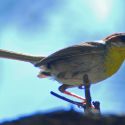 rufous-capped warbler