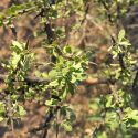 Sideroxylon occidentale, bebelama - foliage